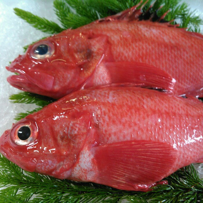 【ふるさと納税】[北海道根室産]キンキ(下ごしらえ済)選べる 2尾〜6尾 きんき 魚 さかな サカナ 鮮魚 海鮮 北海道 根室市