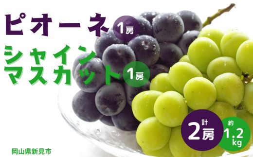 
                  ピオーネ1房とシャインマスカット1房 計2房 約1.2kg 新見【 先行予約 2026年9月中旬から順次発送】
                