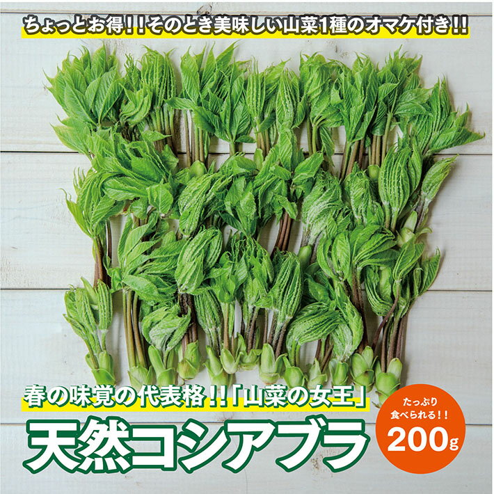 【ふるさと納税】天然コシアブラ 約200g おまけの山菜1種付き 4月中旬～4月下旬頃お届け 冷蔵便 ※着日指定・離島発送不可 こしあぶら 東北 山形県 遊佐町 庄内 野菜 天ぷら 自然 採れたて 春 旬 山菜