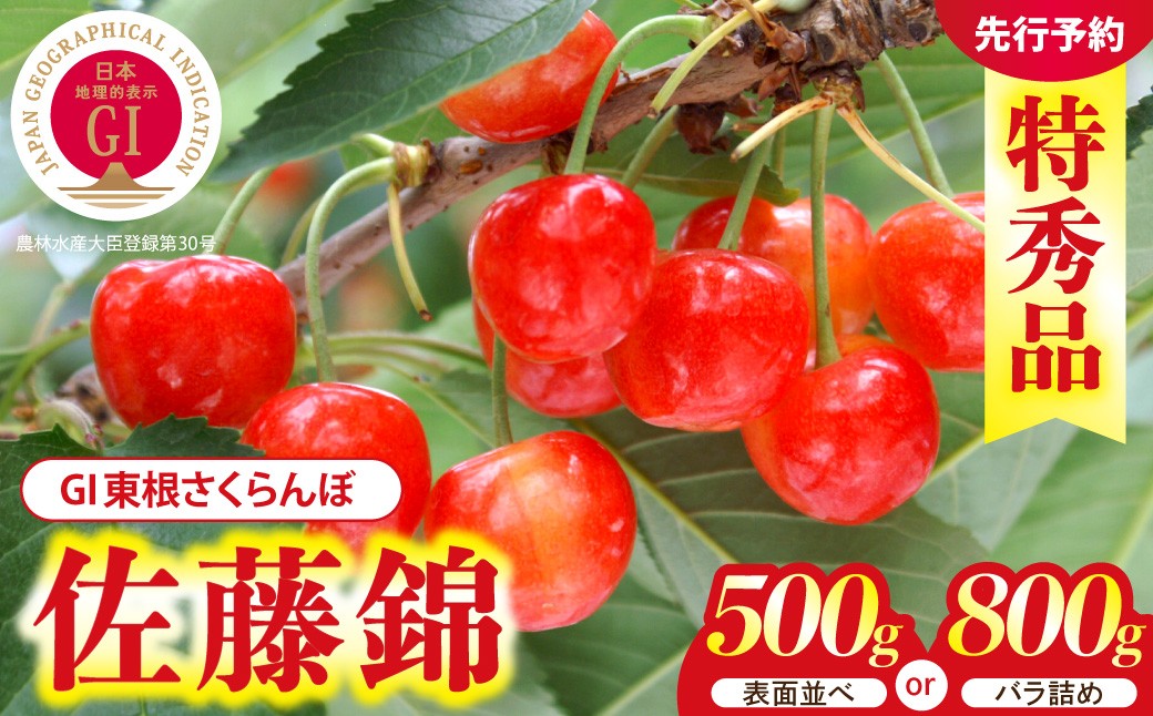 
                   ≪選べる内容量≫【2027年産】GI 東根さくらんぼ 佐藤錦 【500g 表面並べ/800g バラ詰め】 L以上 特秀品 山形県 東根市 ティスコファーム提供 hi089-007-r9-o サクランボ フルーツ 果物 くだもの 佐藤錦 期間限定 先行受付 化粧箱入り 冷蔵配送 グルメ ご当地 特産直送
                