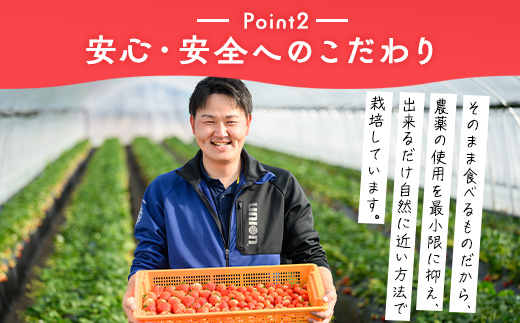 いちご（とちあいか） 290g×2パック 580g以上｜先行予約 数量限定 栃木県 果物 くだもの フルーツ 苺 ※2025年11月下旬頃～2026年3月下旬頃に順次発送予定