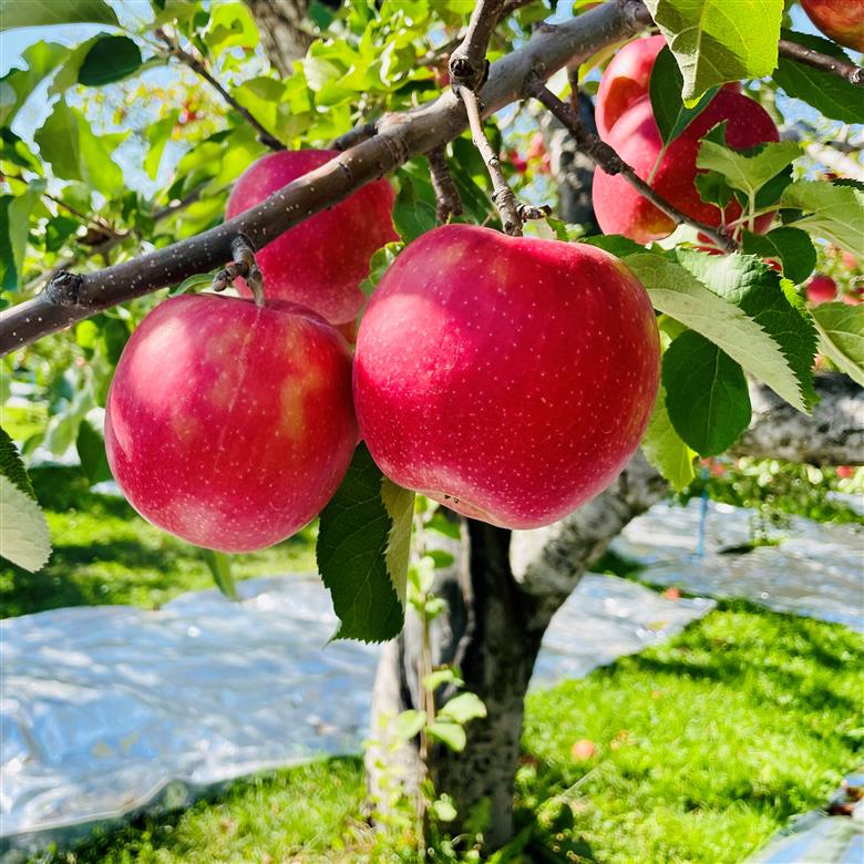 【2025年9月中旬発送】訳ありりんご約3kg（7～12個程度）|おまかせ品種|青森県五所川原市