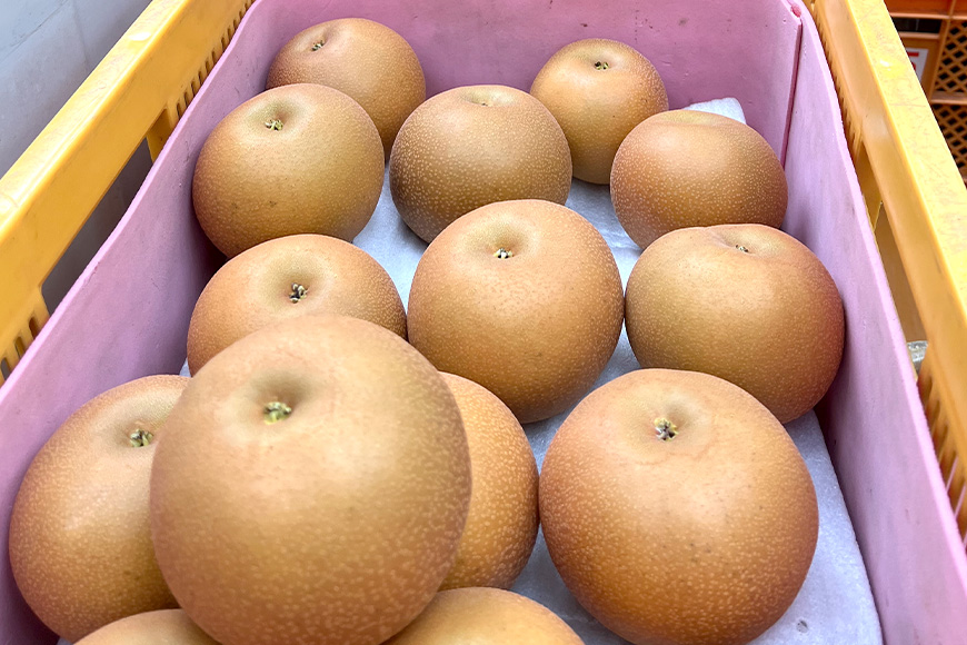 【数量限定・先行予約】【皆藤梨園】豊水（約5kg/3L～5L/10～14玉） 梨 豊水 果物 なし ナシ ほうすい くだもの フルーツ 【8月下旬以降発送予定】 75-B