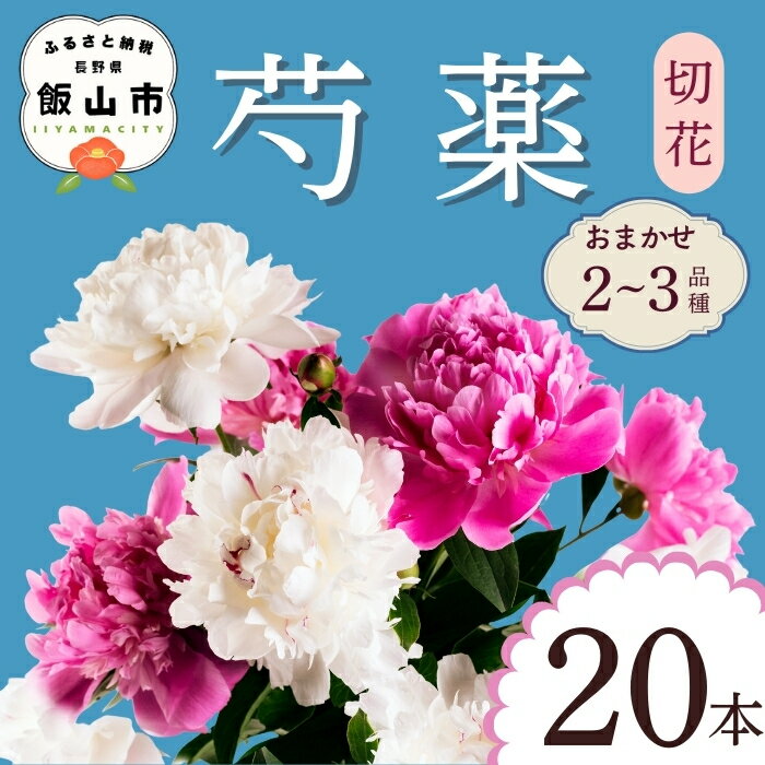 【ふるさと納税】《先行予約》雪国からの贈り物 ＼ 芍薬 切花／ シャクヤク おまかせ 2〜3品種 20本セット＜出荷開始：2026年5月上旬＞【 長野県 飯山市 花 フラワー美しい 母の日 記念日 誕生日 記念品 はな 】(ca-001)