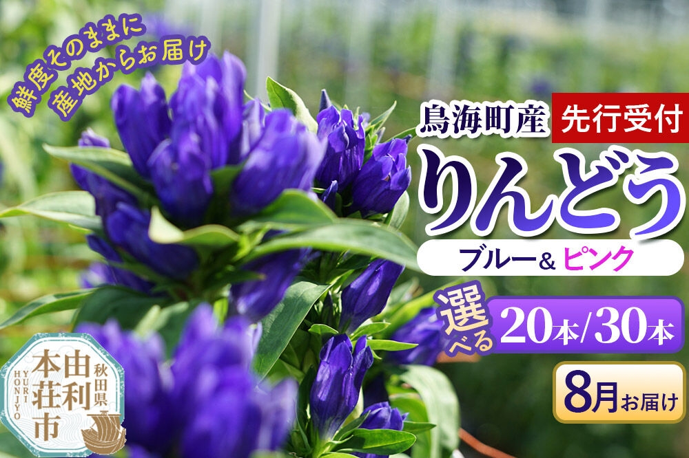 
                  《先行受付》【8月お届け】鳥海町産 りんどう ブルー ピンク【選べる 本数：20本／30本】 [りんどう リンドウ 竜胆 花 生花 仏花 切り花 ギフト 贈答 インテリア フラワー 秋田県 由利本荘市 鳥海町産]
                