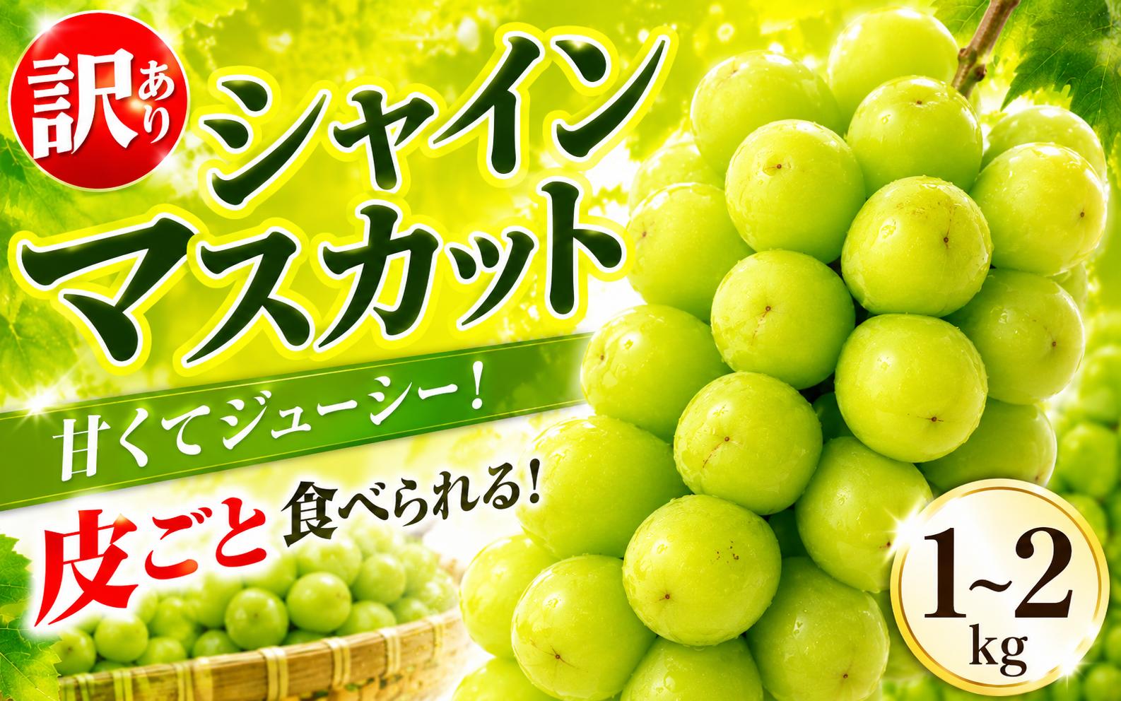 
                  【 先行予約 】 訳あり シャインマスカット 選べる容量 約1kg 約1.5kg 約2kg ＜ 2026年8月上旬～9月下旬頃発送 ＞ ぶどう 葡萄 マスカット シャインマスカット 訳ありシャインマスカット 果物 ゼリー ジュース アイス デザート スイーツ ケーキ グルメ 人気 おすすめ 甘い 訳あり シャインマスカット 送料無料 三木ぶどう園 徳島県 阿波市
                
