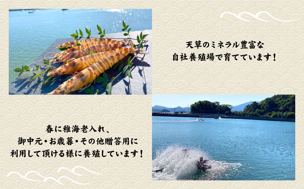 【配送日指定品】上天草産活き車海老 600g（約15～25尾）