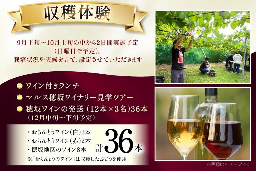 ワイン 収穫体験＆ワインセット 12本×3名 計36本 3名様 参加券 ワイナリー