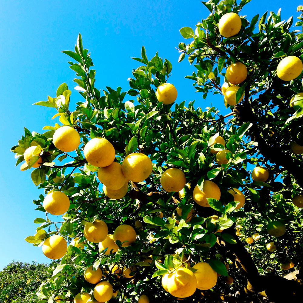 土佐文旦　贈答用　約10キロ