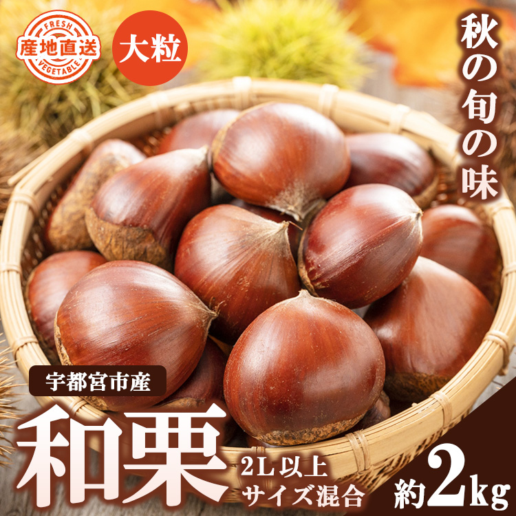 栗(2L以上サイズ混合）2kg｜ 栗 くり クリ 栗ご飯 焼き栗 期間限定 季節限定 数量限定 大粒 旬 ※北海道・沖縄・九州・離島への配送不可 ※2024年9月中旬～10月上旬頃に順次発送予定