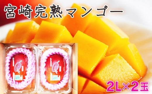 
            KU394 ＜期間限定・数量限定＞みやざき完熟マンゴー 約700g以上（2Lサイズ2個入[350g～459g]×2個） 【串間市大束農業協同組合】
          