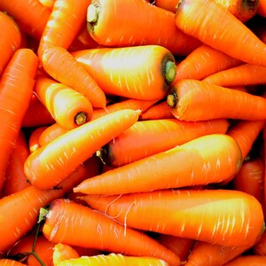 【先行予約（2026年12月上旬～順次発送）】＜てんとうむしばたけ＞有機にんじん5kg