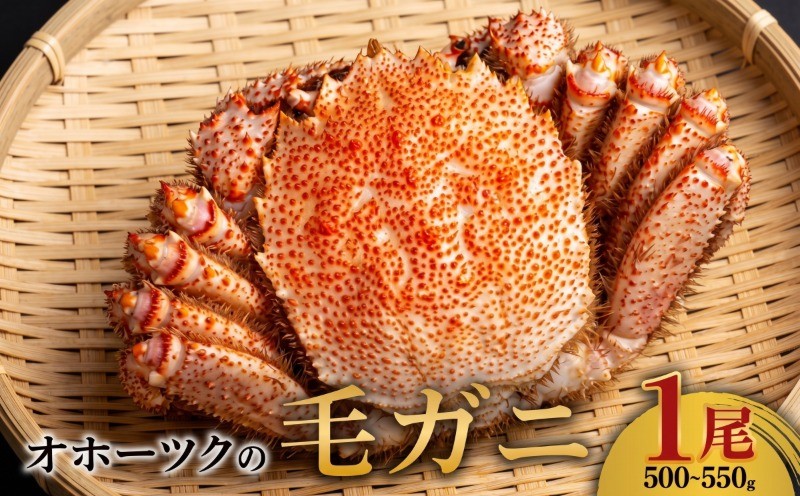 
                  オホーツクの毛ガニ　[500g～550g×1尾]【配送不可地域：離島】 ふるさと納税 人気 おすすめ ランキング 毛がに 毛ガニ 毛蟹 カニ かに 蟹 オホーツク産 新鮮 ボイル 蟹 カニ 北海道 美幌町 
                