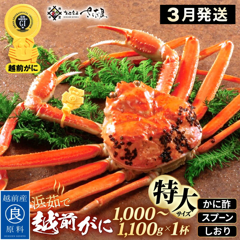 【ふるさと納税】浜茹で 越前がに 特大サイズ（生で1000〜1100g） × 1杯 かに酢 食べ方しおり スプーン付き 【3月発送分】【かに カニ 蟹 ズワイガニ ずわいがに 姿 ボイル 福井県 冷蔵】希望日指定可 備考欄に希望日をご記入ください [e04-x031_03]