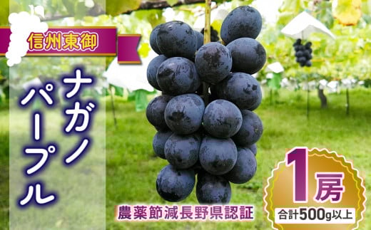 【先行受付2025年発送】大房ナガノパープル1房 500g以上（贈答用）農薬節減長野県認証｜東御こもだ果樹園  ※2025年9月上旬～9月下旬に発送予定
