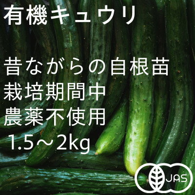 【ふるさと納税】有機キュウリ　接ぎ木ではない昔ながらの自根(じこん)キュウリ　夏季限定(6、7、8月)【配送不可地域：離島・北海道・沖縄県・四国・九州】【1568577】