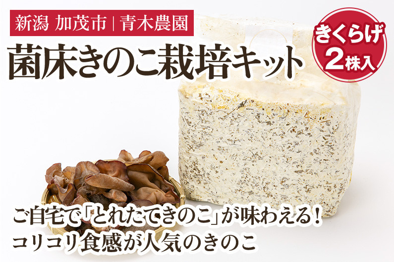
            菌床きのこ栽培キット きくらげ 2株入り《6月上旬から順次発送》栽培キット 自家栽培 きのこ きくらげ 木耳 栽培 初心者でも簡単 自宅 菌床 加茂市 青木農園
          