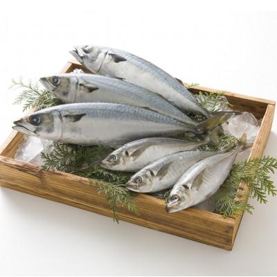 ふるさと納税 唐津市 〈唐津・昭徳〉目利きが選んだごちそう旬魚[19] |  | 03