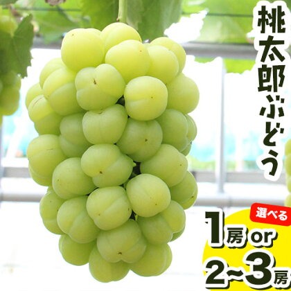 【先行予約】選べる 岡山県産 桃太郎ぶどう1房 約500gor 約1.3kg 2-3房《9月上旬-9月下旬頃出荷》晴れの国 おかやま館(フルーツランド岡山) 岡山県 浅口市 フルーツ 果物 青果 旬 葡萄 ぶどう【配送不可地域あり】（離島）
