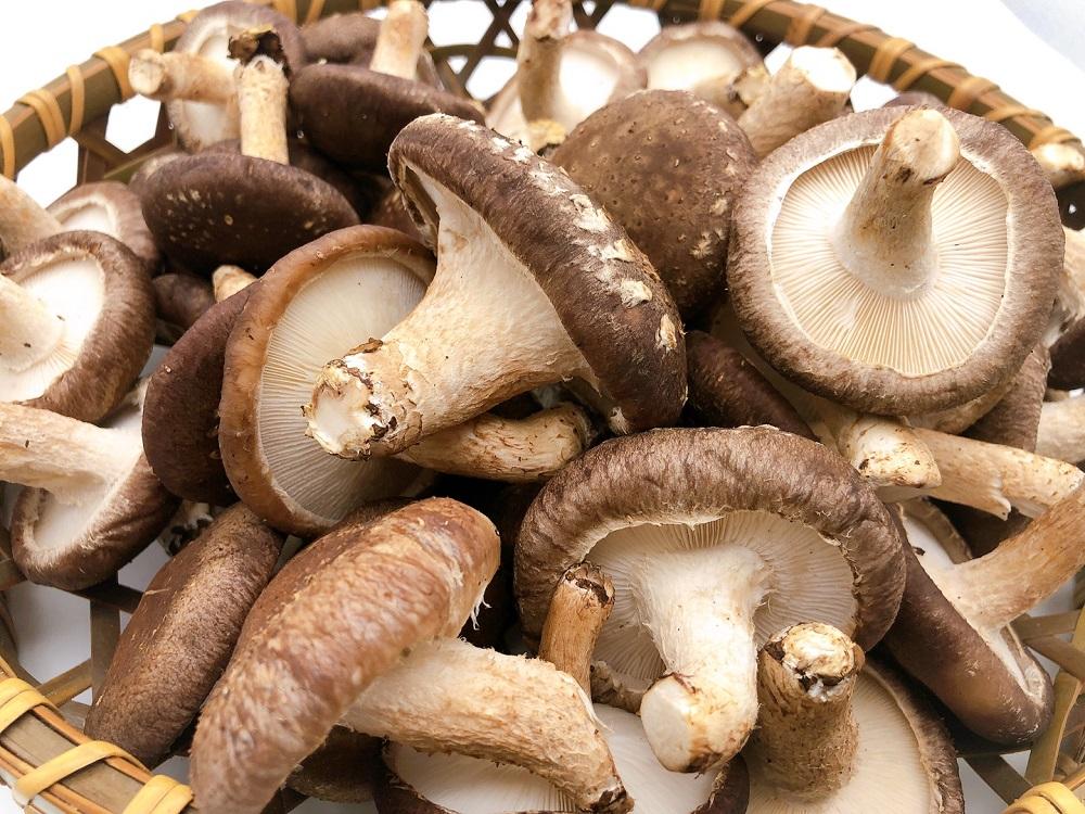【全国銅賞受賞】湯布院産 生しいたけ  大きめ1.5kg｜栽培期間農薬不使用