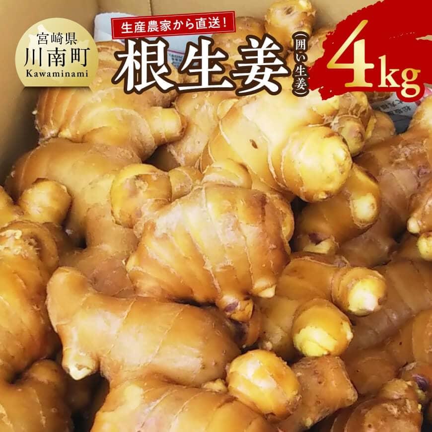 【ふるさと納税】農家直送！ 宮崎県産根生姜（囲い生姜） 4kg【生姜 しょうが 囲い生姜 シロップ漬け 国産 宮崎県産 九州産 農家直送 期間限定 数量限定 送料無料 F7003】