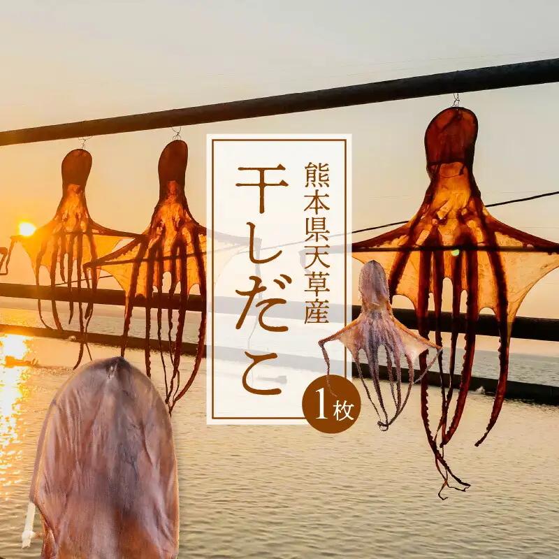 S116-001A_熊本県天草産干しだこ　1枚