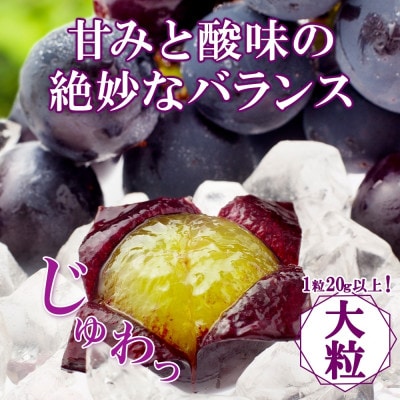 甘みと酸味のバランスが絶妙!「山梨県山梨市産 大房 ピオーネ 2房 約1kg」【配送不可地域：離島・沖縄県】