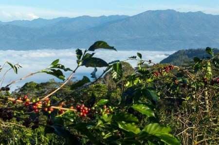 【コーヒー定期便】Go To 世界のコーヒー産地　3ヶ月コース(豆)　　 コーヒー 珈琲 ブレンド豆 コーヒー豆  スペシャルティ　コーヒー 珈琲 豆 珈琲 ブレンドコーヒー コーヒー 珈琲  マイル