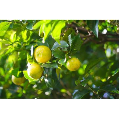 ふるさと納税 喜界町 喜界島の在来柑橘を使った万能スパイス 「C9　PARADISE　FLAVOR」 2本 |  | 01