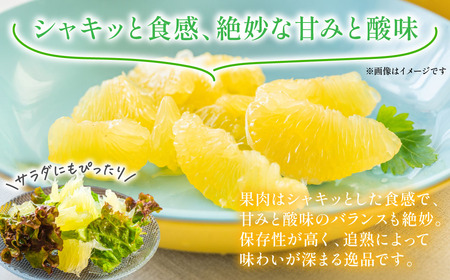 【先行予約】 晩白柚（秀2Ｌ×2玉）約4kg 柑橘 果物 フルーツ 熊本県産 ばんぺいゆ フルーツ 柑橘 特産品【2025年12月上旬より順次発送】