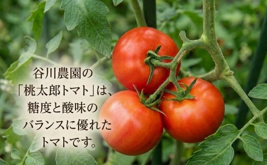 ＜先行予約＞樹上熟3段採り 桃太郎トマト / 正品2kg箱(10～15玉入)【1472504】