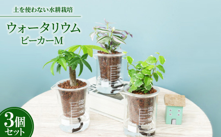 ウォータリウム　ビーカーM　ハイドロコーン植え3個セット【オススメの観葉植物でお届け】【1604658】
