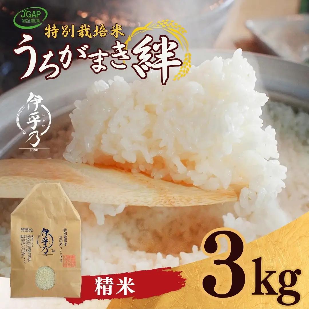 魚沼産コシヒカリ 特別栽培 「伊乎乃」 3kg  令和7年 | 新潟県 魚沼 米 うちがまき絆