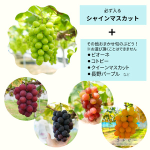 【先行予約】 輝らり果樹園の完熟シャインマスカットと旬のぶどう 食べ比べセット 2㎏（3～5房） ｜ 2025年9月発送 ｜ 愛媛 西条産 秋ぶどう 朝採れ 農家直送