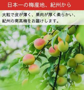 ［先行予約］樹上南高梅の青梅 約5kg 追熟用 梅ボーイズ 紀州南高梅 5月中旬～6月中旬頃に順次発送予定 B-506
