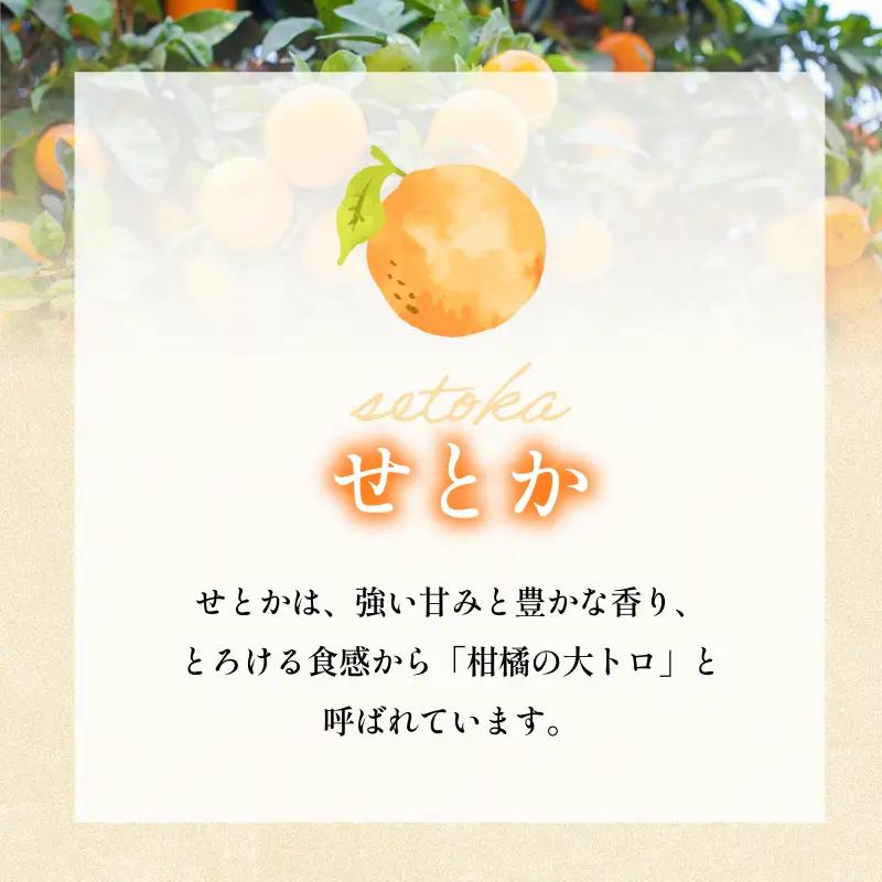 【先行予約】宗方印 せとか（家庭用）約1.5kg