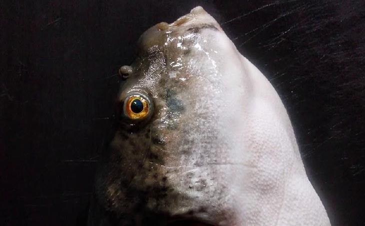 【FUKUototo】熟成てっちりセット(四人前)