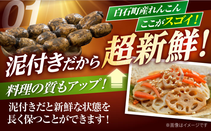【R7年10月以降発送】 白石町産 泥付きれんこん （4kg） 【佐賀県農業協同組合】蓮根 [IAK015]