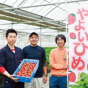 【2025年2月以降順次発送】群馬県産やよいひめ　(いちご)260g×8パック【配送不可地域：離島】【1378623】