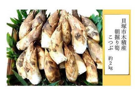 ＜先行予約／令和8年(2026年)３月下旬頃から発送＞貝塚市木積産　朝掘り筍　こつぶ約2kg