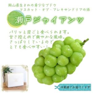 岡山　花笑み農園のブドウ『瀬戸ジャイアンツ』1kg(2房)　G-1【9月下旬～順次発送】【配送不可地域：離島】【1628319】