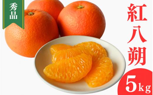 ＜先行予約＞紅八朔【秀品】5kg ※2026年2月中旬～3月中旬頃に順次発送予定【期間限定・数量限定】 / はっさく ハッサク 柑橘 季節限定 お取り寄せ 産地直送 贈答品 ギフト 果物 フルーツ 田辺市 和歌山県【ymh003-1】