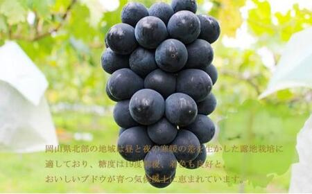 ぶどう 2024年 先行予約 ブラックビート 約700g×1房 ブドウ 葡萄  岡山県産 国産 フルーツ 果物 ギフト[No.5220-1449]
