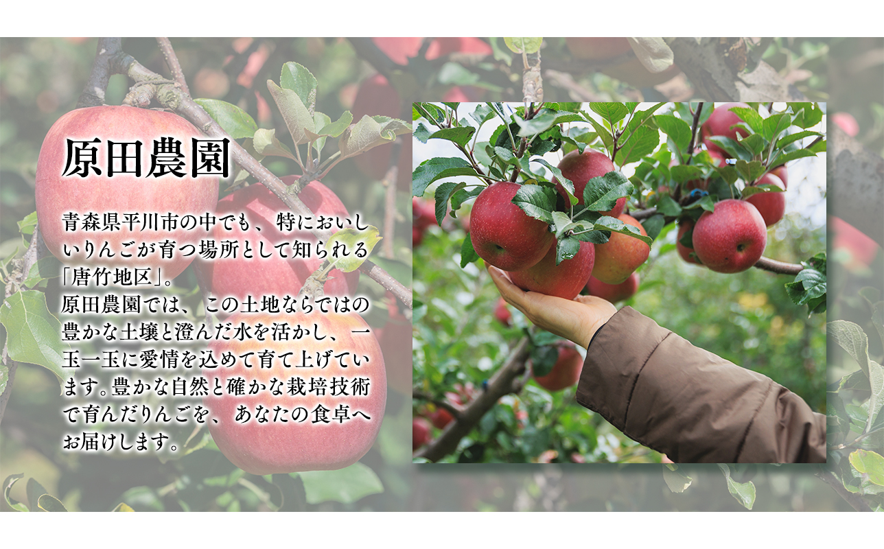 2026年10月発送　【訳あり】家庭用シナノスイート 約5kg【原田農園】 