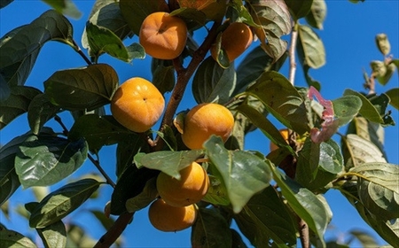 【先行予約・令和6年秋発送】とろける甘みの新道柿 5kg [B119]