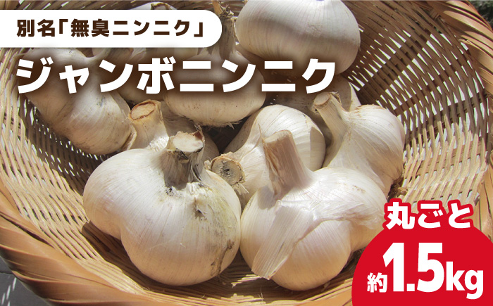 【7月先行予約】【匂わない！大きなぷっくりニンニク】無農薬！こだわりのジャンボニンニク（まるごと）【ぷらっと農園】[PDS003]