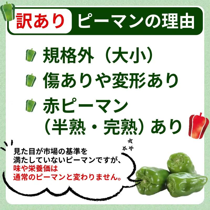 訳ありピーマン3kg [7-9月発送]