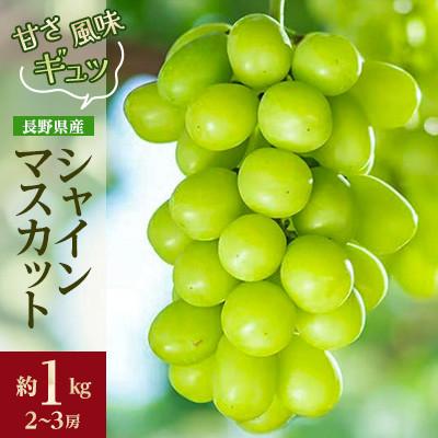 ふるさと納税 中野市 【発送月固定定期便】2026年発送 長野の果物 桃+シャインマスカット全2回 |  | 02