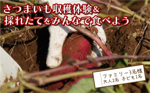 さつまいも堀り ＆ 採れたて試食会 体験 地元シェフ と 採れたて 野菜 をみんなで食べよう こども 親子 沼津 戸田  実季楽農園 【海と山に育まれた 戸田 の恵を掘り起こそう】  収穫 収穫体験 大人 2名 子ども 1名 さつまいも 掘り 体験 試食 観光 静岡 沼津