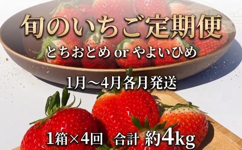 旬のいちご定期便 とちおとめ やよいひめ 4か月 毎月 約1000g 【先行予約】